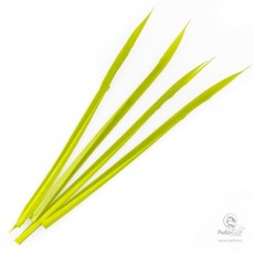 Caddis Green